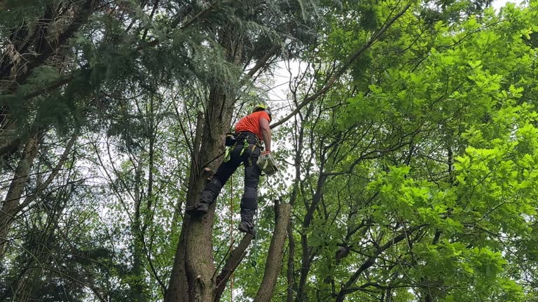 Best Tree Cabling and Bracing  in Kennett Square, PA